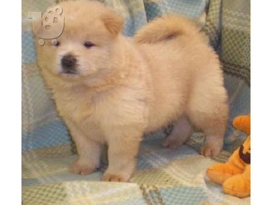 chow chow